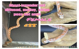 Corn Snake reptiles for sale: Different variations of lavender corn snake babies - Image 7
