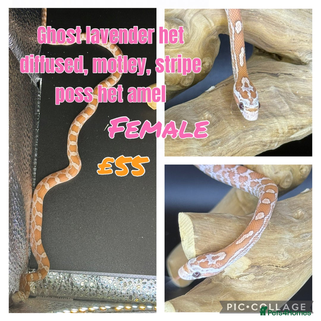 Corn Snake reptiles for sale: Different variations of lavender corn snake babies - Image 7
