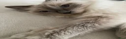 Mixed Breed cats for sale: Beautiful Ragdoll X GCCF British Shorthair Kittens - Advert 4
