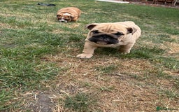 English Bulldog dogs for sale: English bulldog 3 generations kc bloodline  - Image 7
