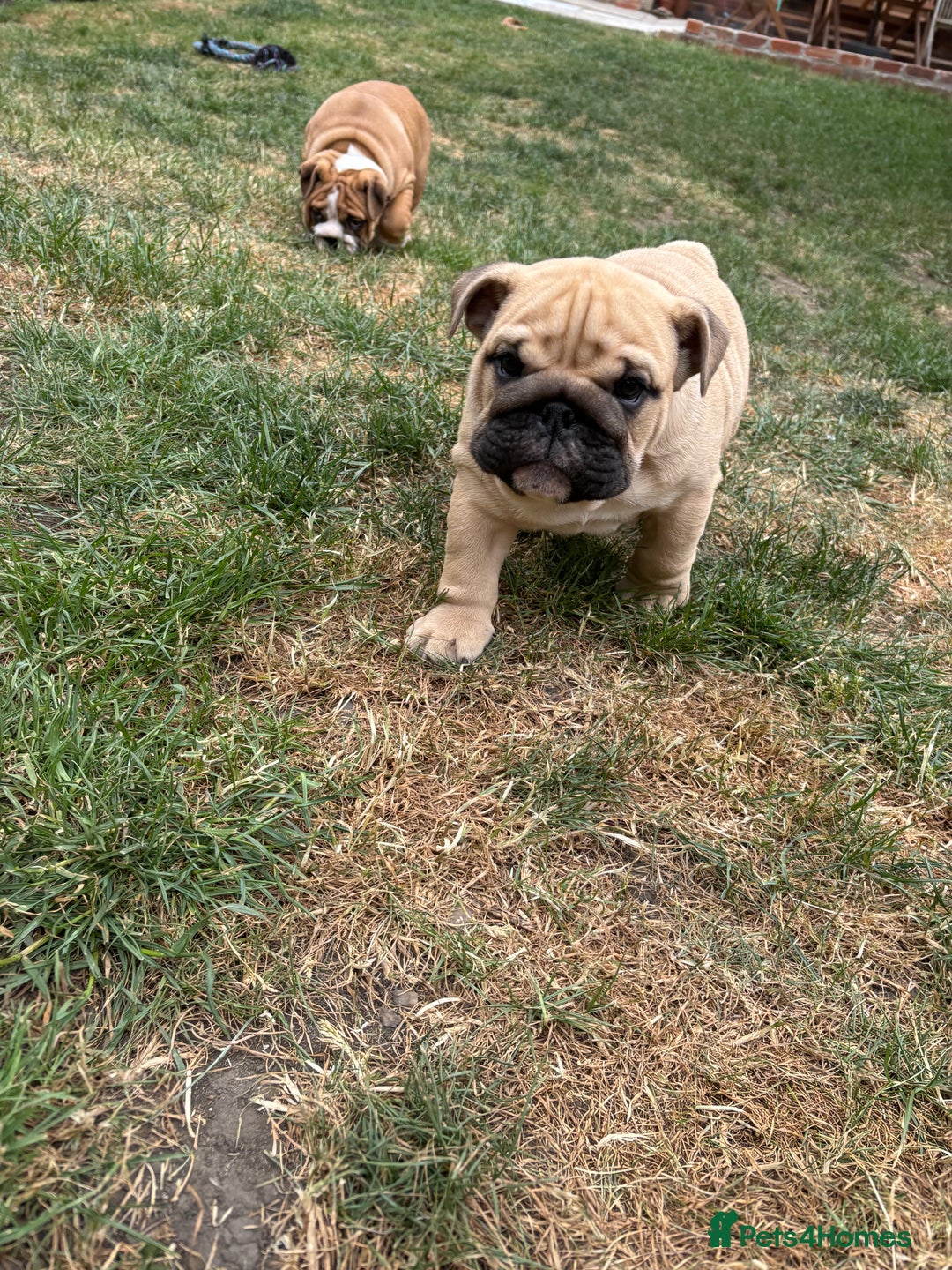English Bulldog dogs for sale: English bulldog 3 generations kc bloodline  - Image 7