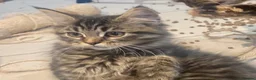 Maine Coon cats for sale: 3 x gorgeous Maine Coon kittens ready to leave. - Advert 5