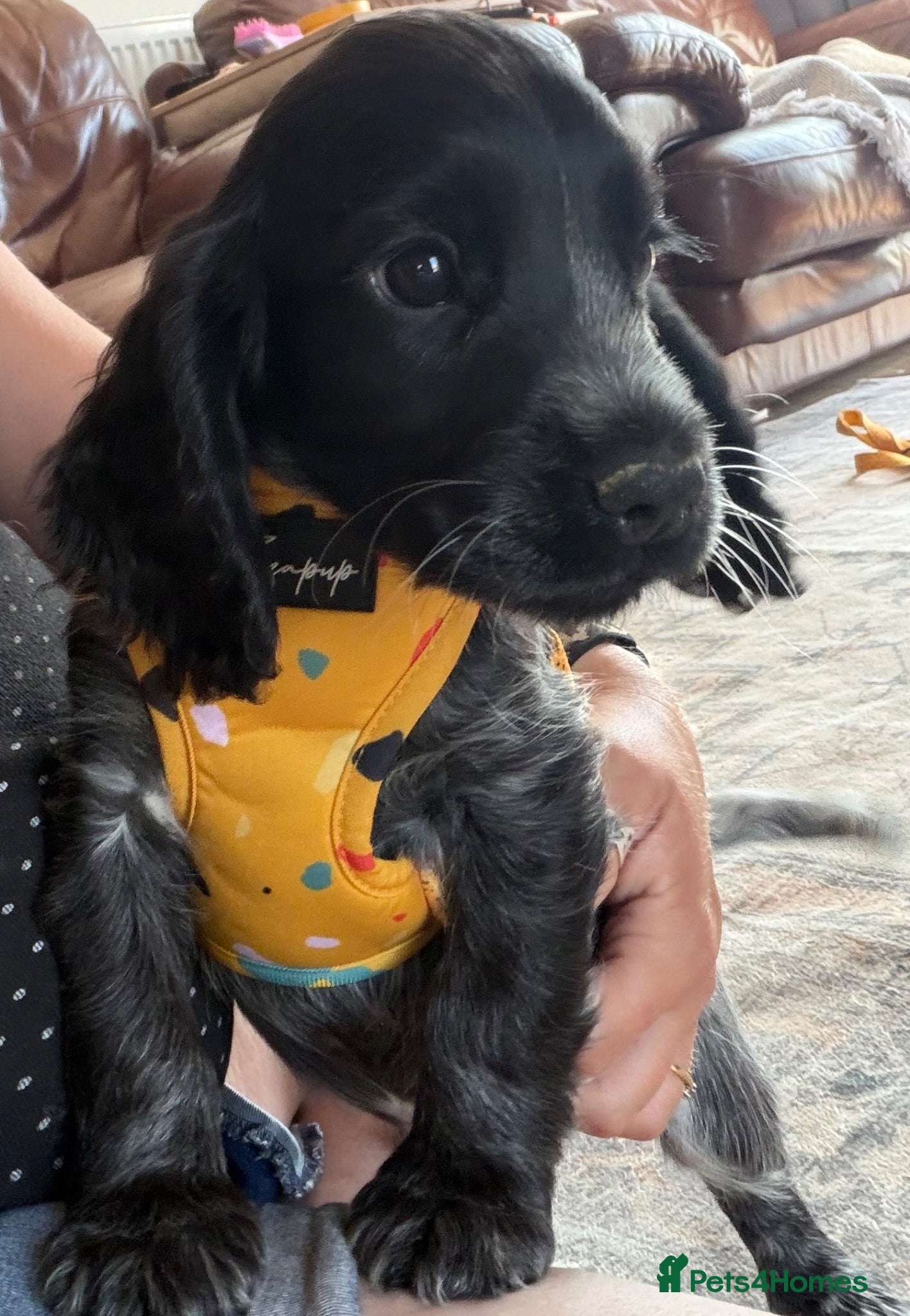 Cocker Spaniel dogs Show cocker puppies - Advert 1