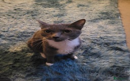 Mixed Breed cats for sale: Ragdoll X russian blue kittens - Image 13