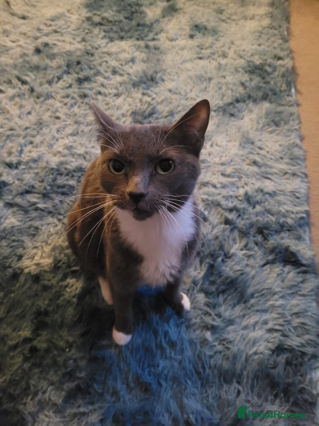 Mixed Breed cats for sale: Ragdoll X russian blue kittens - Image 13