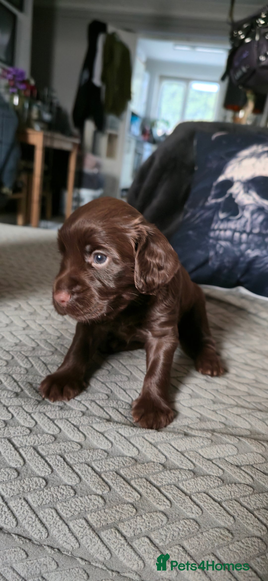 Cocker Spaniel dogs for sale: Working Cocker Pup - Image 4