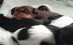 Biewer Terrier dogs for sale: Biewier terrier  - Image 25