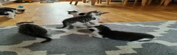 Mixed Breed cats for sale: 7 Beautiful Kittens For Sale!!!!!!! - Advert 8