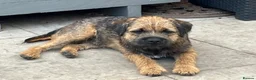 Border Terrier dogs for sale: KC Pedigree Border Terrier Pups - Advert 14