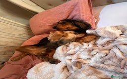 Cocker Spaniel dogs for sale: Rocky - 4.5 year old cocker spaniel - Image 12