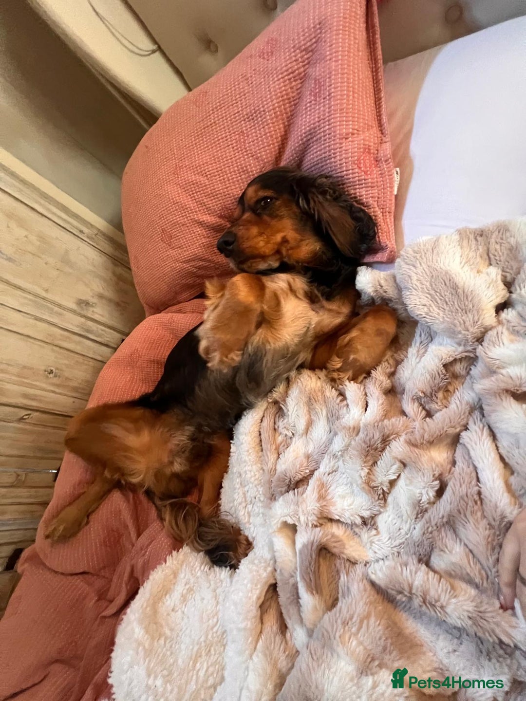 Cocker Spaniel dogs for sale: Rocky - 4.5 year old cocker spaniel - Image 12