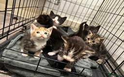 Domestic Shorthair cats for sale: Kittens - Image 10