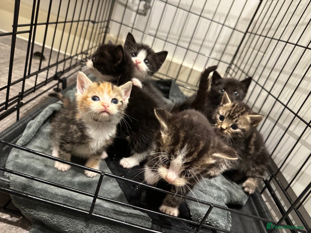 Domestic Shorthair cats for sale: Kittens - Image 10