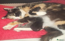 British Longhair cats for sale: English Long Haired Grey Kitten  - Image 4