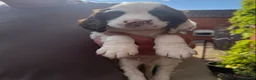 English Springer Spaniel dogs for sale: Springer Spaniel Puppies - Advert 11