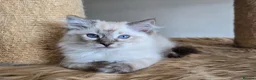Ragdoll cats for sale: Gorgeous seal tabby male Ragdoll kittens  - Advert 11
