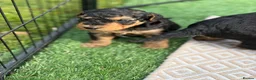 Airedale Terrier dogs for sale: ⭐️ KC AIREDALE PUPS FROM LICENSED BREEDER ⭐️ - Advert 11