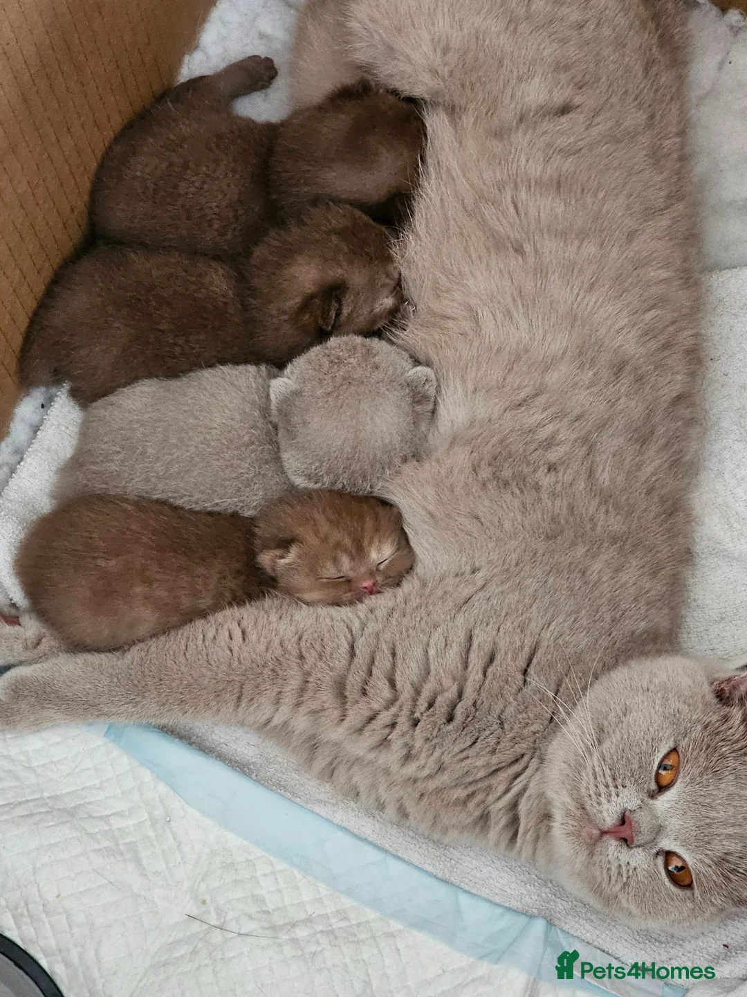 British Shorthair cats for sale: Ready now gccf cinnamon tortie champion line - Advert 5