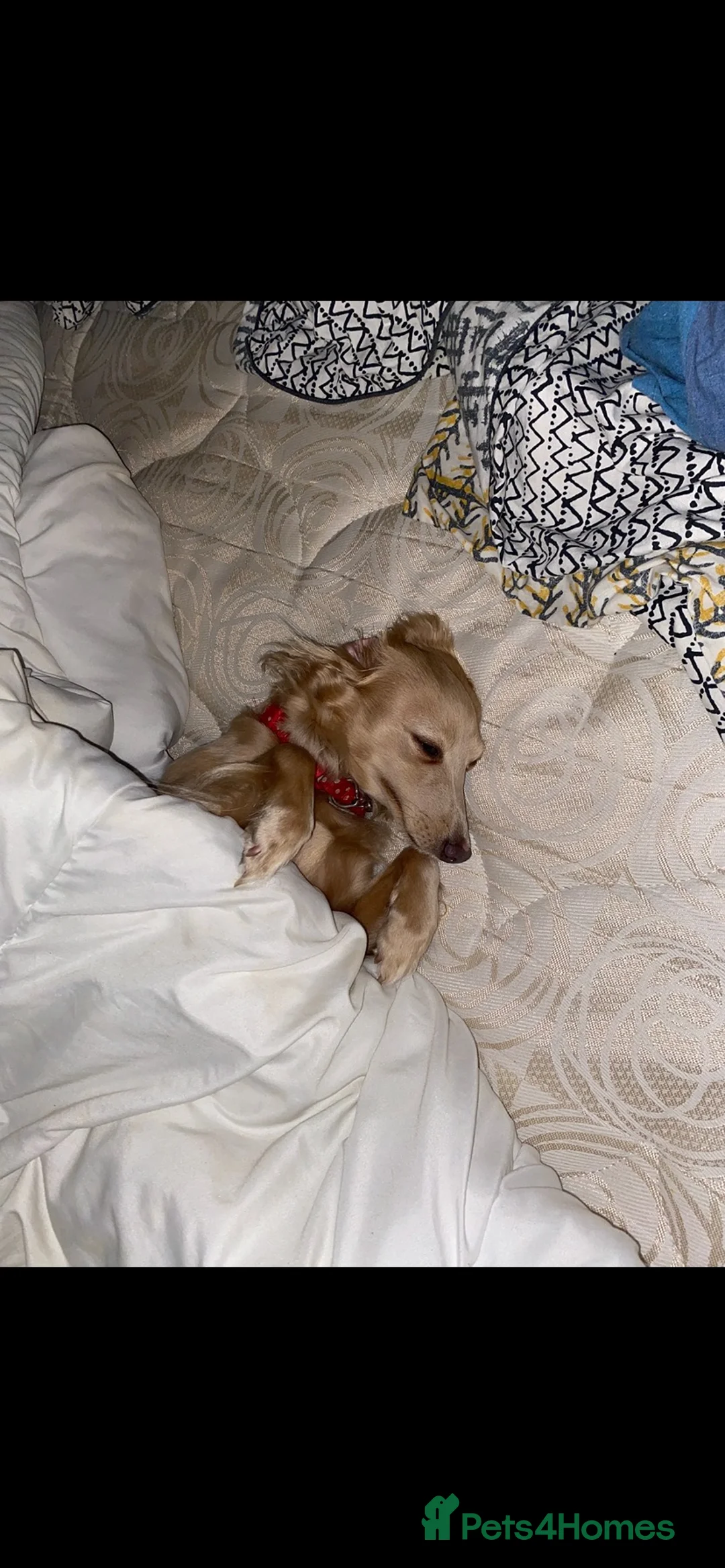 Italian Greyhound dogs for sale: Roxy  in Weymouth - Advert 6