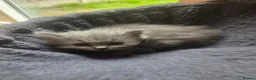 Scottish Fold cats for sale: Scottish kitten lilac blue, ready now, girl boy - Advert 7