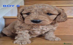 Mini Goldendoodle dogs for sale: F1b Red Miniature Goldendoodles tested parents - Image 40