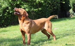 Labrador Retriever dogs for sale: KC Registered Health Tested Red & Black Labs - Image 2