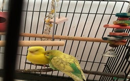 Budgerigars birds for sale: Budgies Birds - Image 6