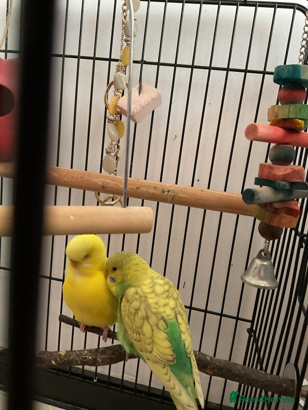Budgerigars birds for sale: Budgies Birds - Image 6