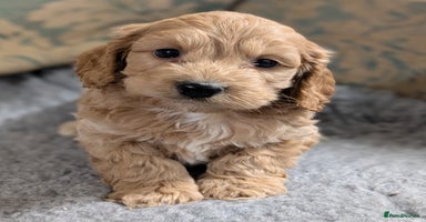 Cockapoo dogs Stunning health tested F1 cockapoo puppies - Advert 2