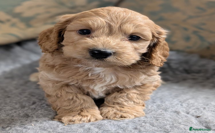 Cockapoo dogs Stunning health tested F1 cockapoo puppies - Advert 9