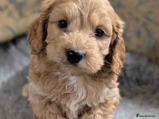 Cockapoo dogs Stunning health tested F1 cockapoo puppies - Advert 4