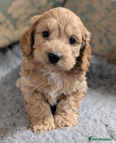 Cockapoo dogs Stunning health tested F1 cockapoo puppies - Advert 2