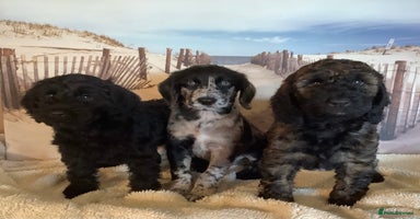 Poodle dogs - Advert 1
