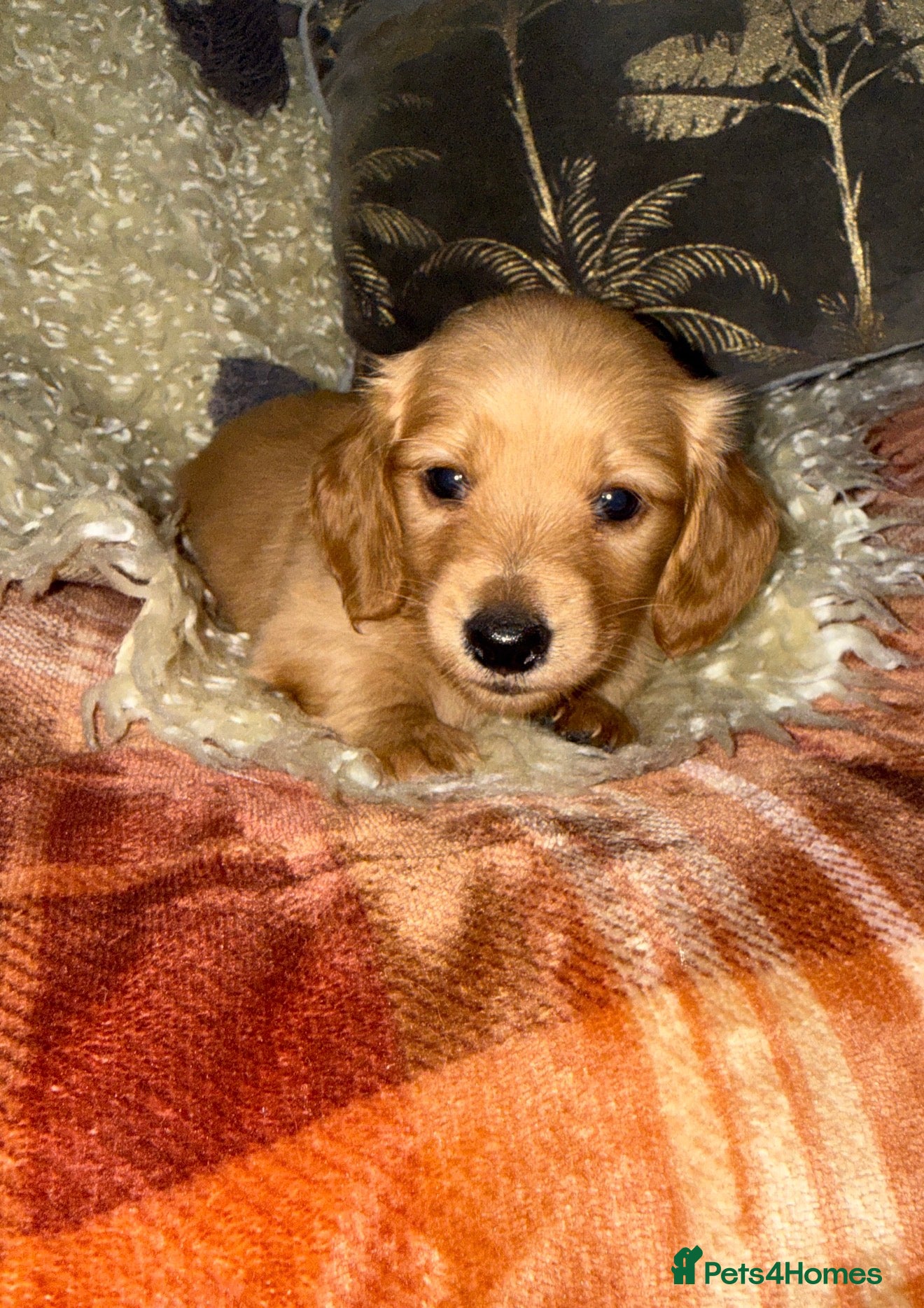 Miniature Dachshund dogs 🧡💛Stunning Longhaired Dachshund Puppies💛🧡 - Advert 4