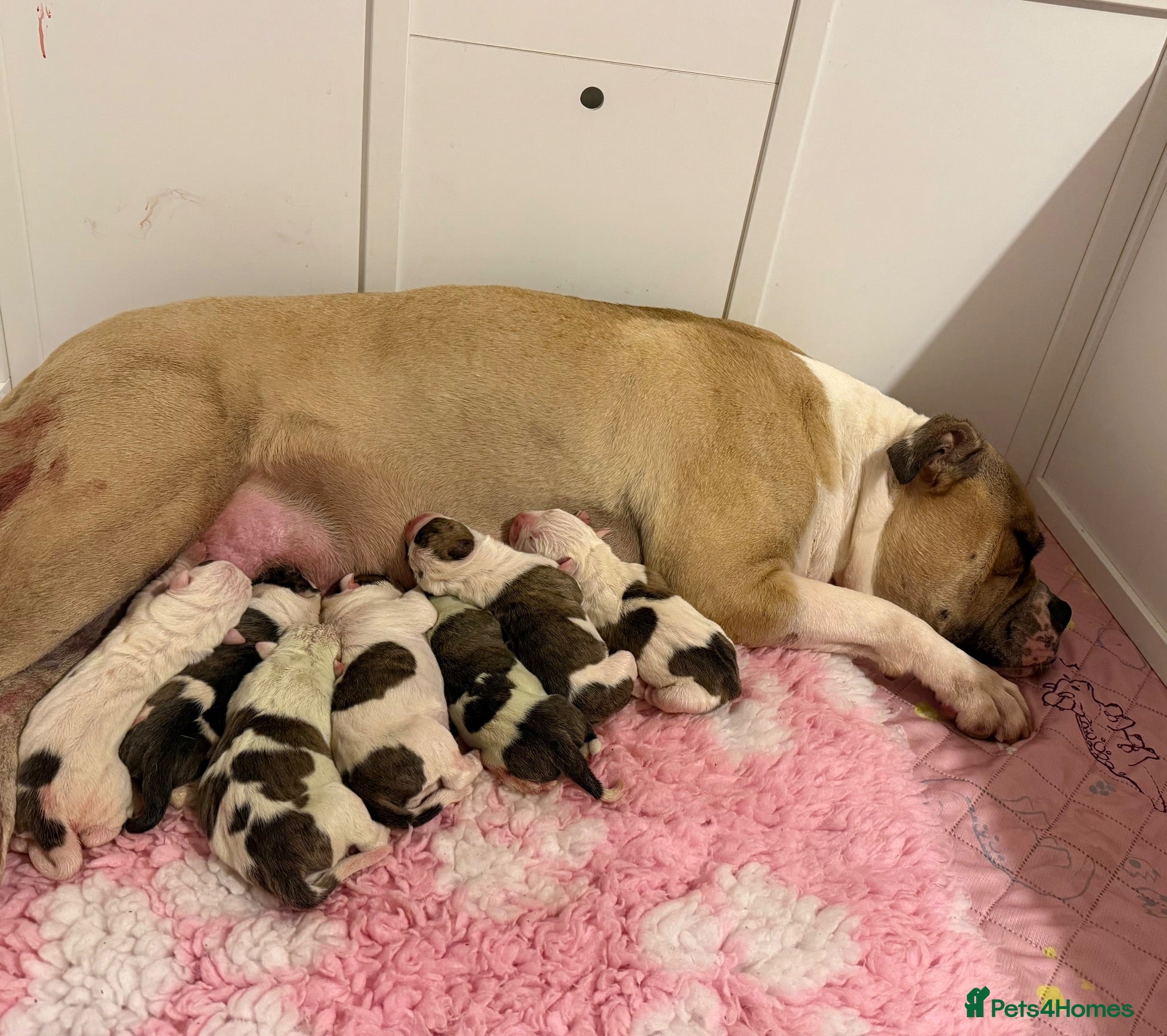 American Bulldog dogs American Bulldog Puppies!  - Advert 1