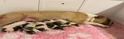 American Bulldog dogs for sale: American Bulldog Puppies!  - Advert 1