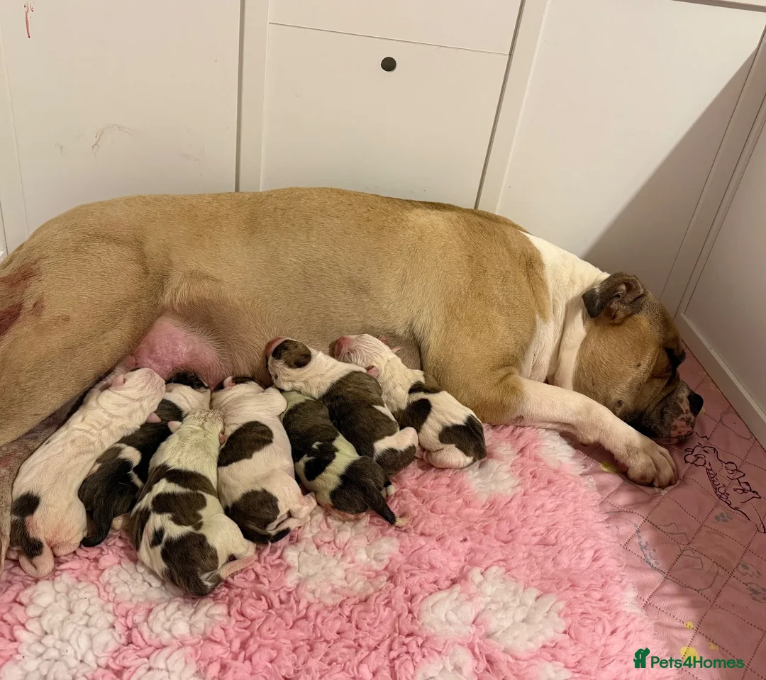 American Bulldog dogs for sale: American Bulldog Puppies!  - Advert 1