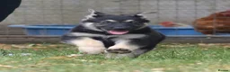 German Shepherd dogs for sale: ⭐ Rare East European Shepherd Puppies UK - Advert 15