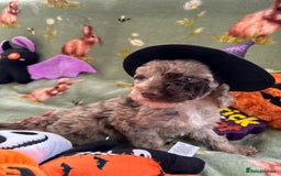 Cockapoo dogs for sale: PRA clear F1b Cockapoo puppies  - Image 18