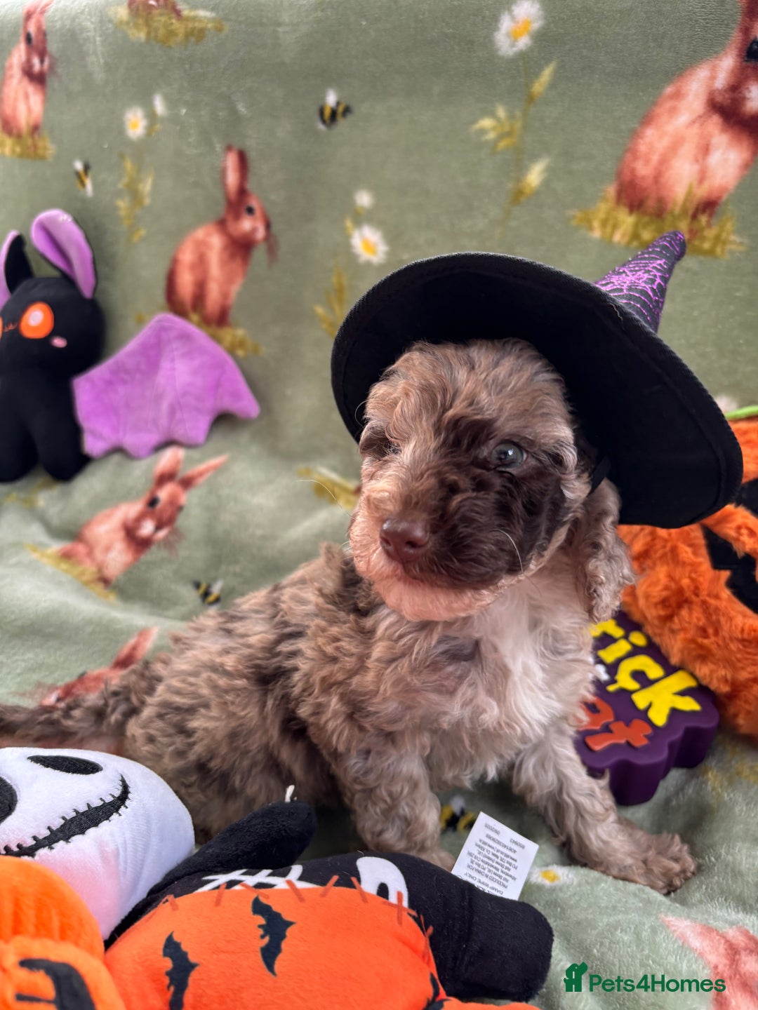 Cockapoo dogs for sale: PRA clear F1b Cockapoo puppies  - Image 18