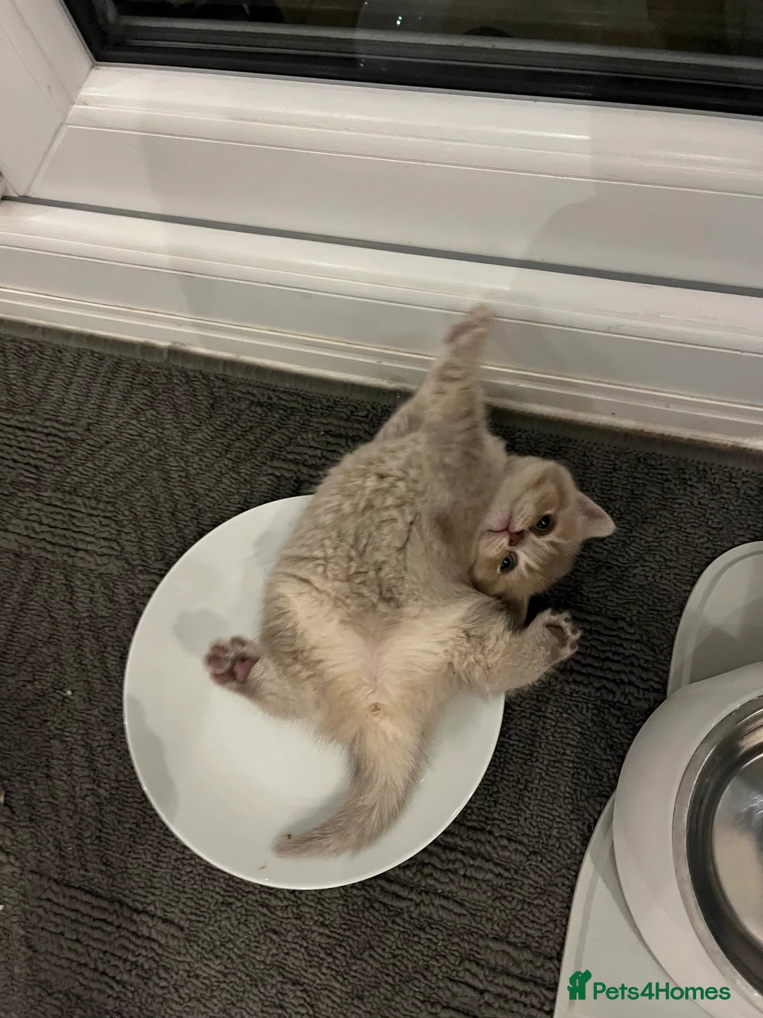 British Shorthair cats for sale: ✨TWO ✨Gorgeous Boys left now - Advert 2