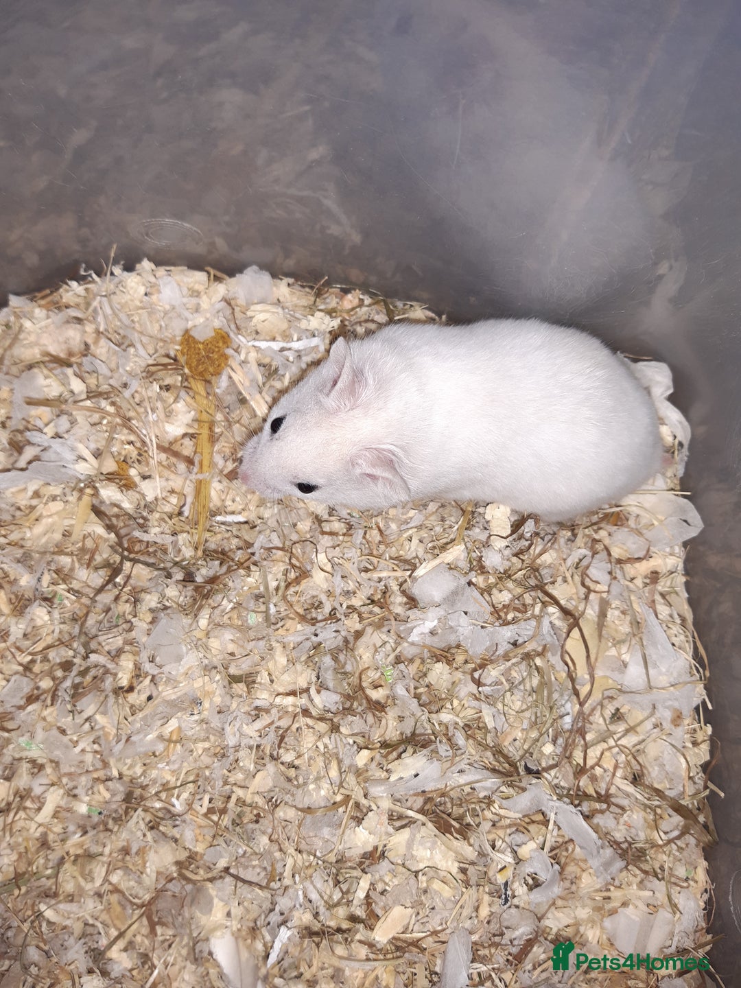 Hamster rodents for sale: Baby Syrian hamsters - Advert 10