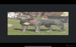 Staffordshire Bull Terrier dogs for sale: Staffordshire bull terriers  - Image 3