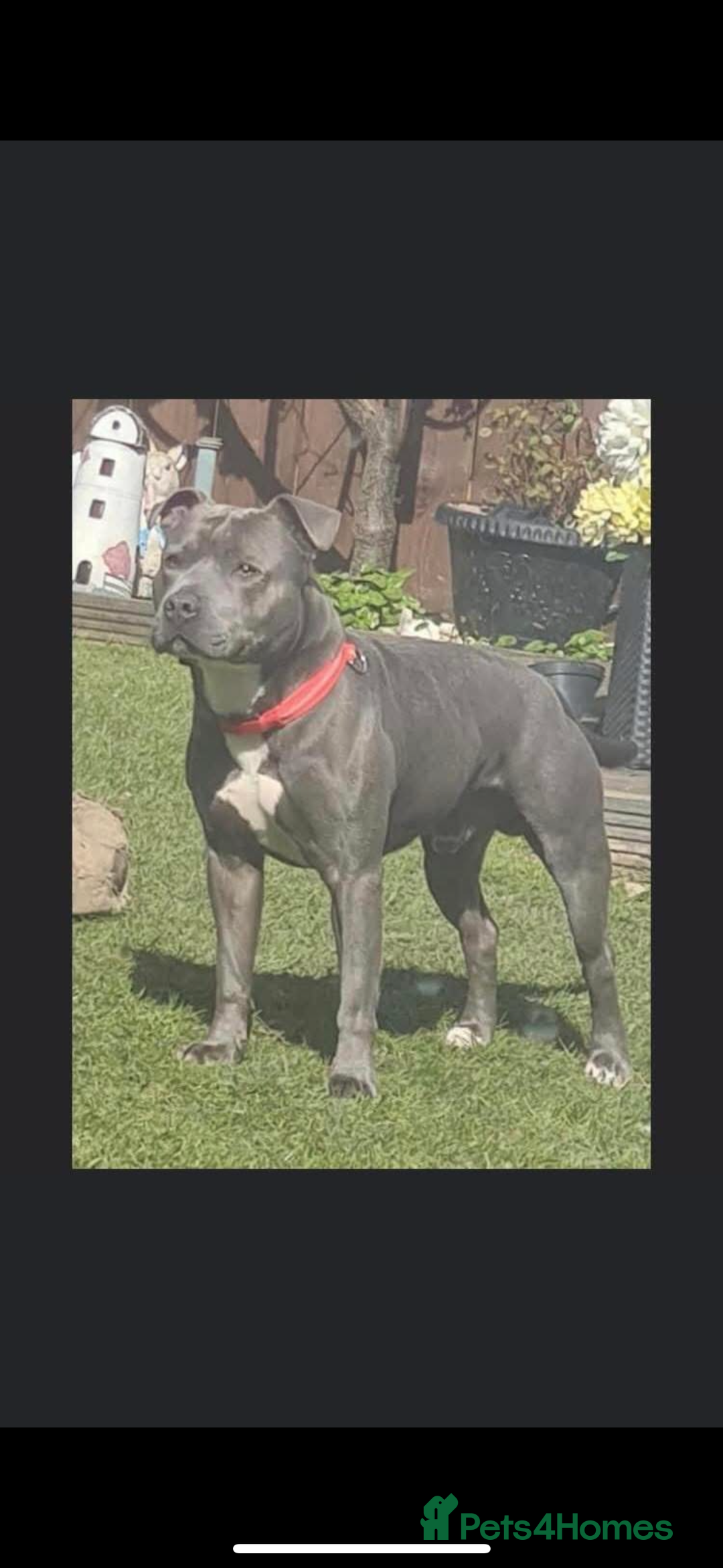 Staffordshire Bull Terrier dogs for sale: Staffordshire bull terriers  - Image 3