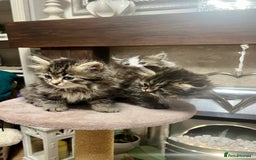 British Longhair cats for sale: British Longhair kittens mix - Advert 6