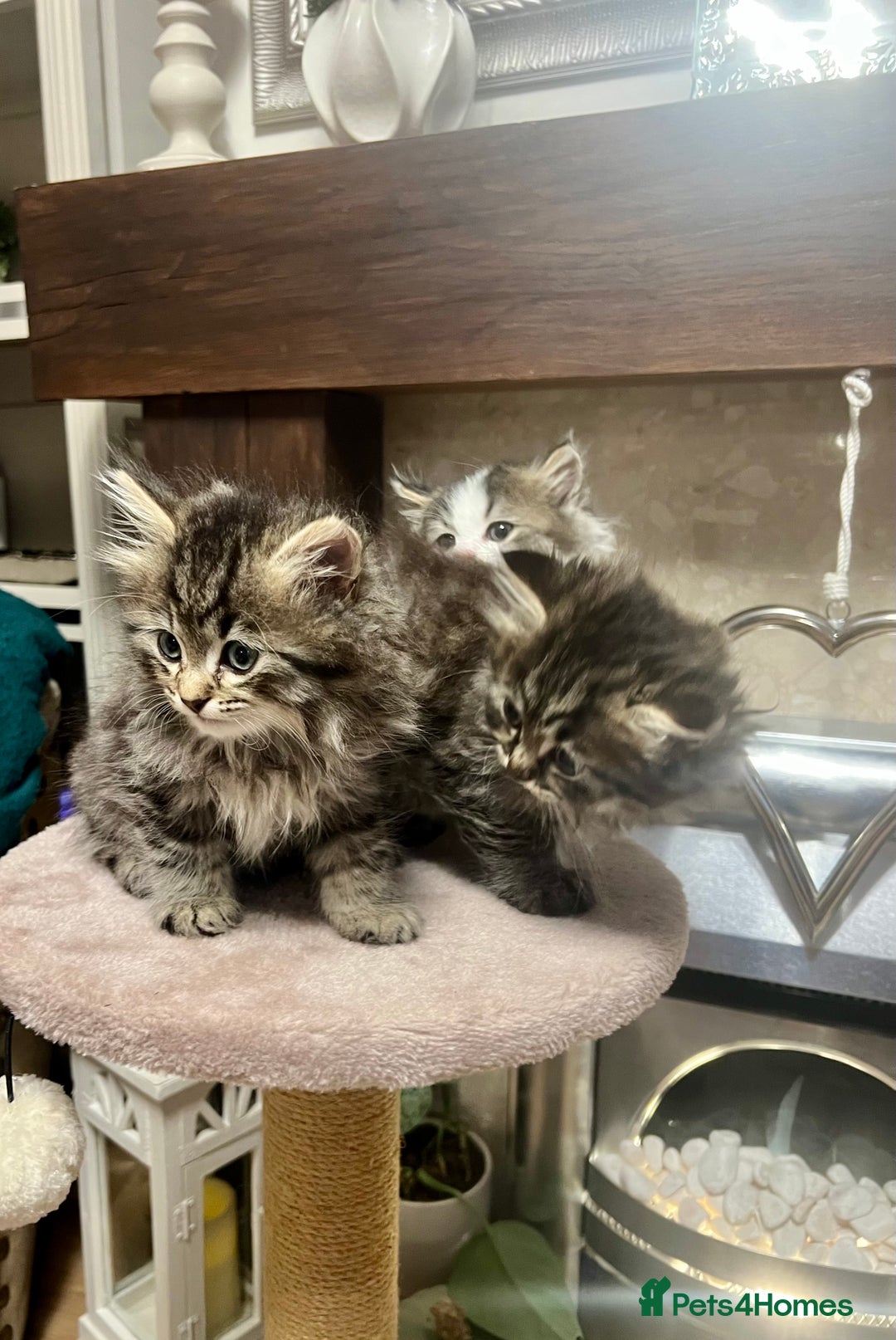 British Longhair cats for sale: British Longhair kittens mix - Advert 6