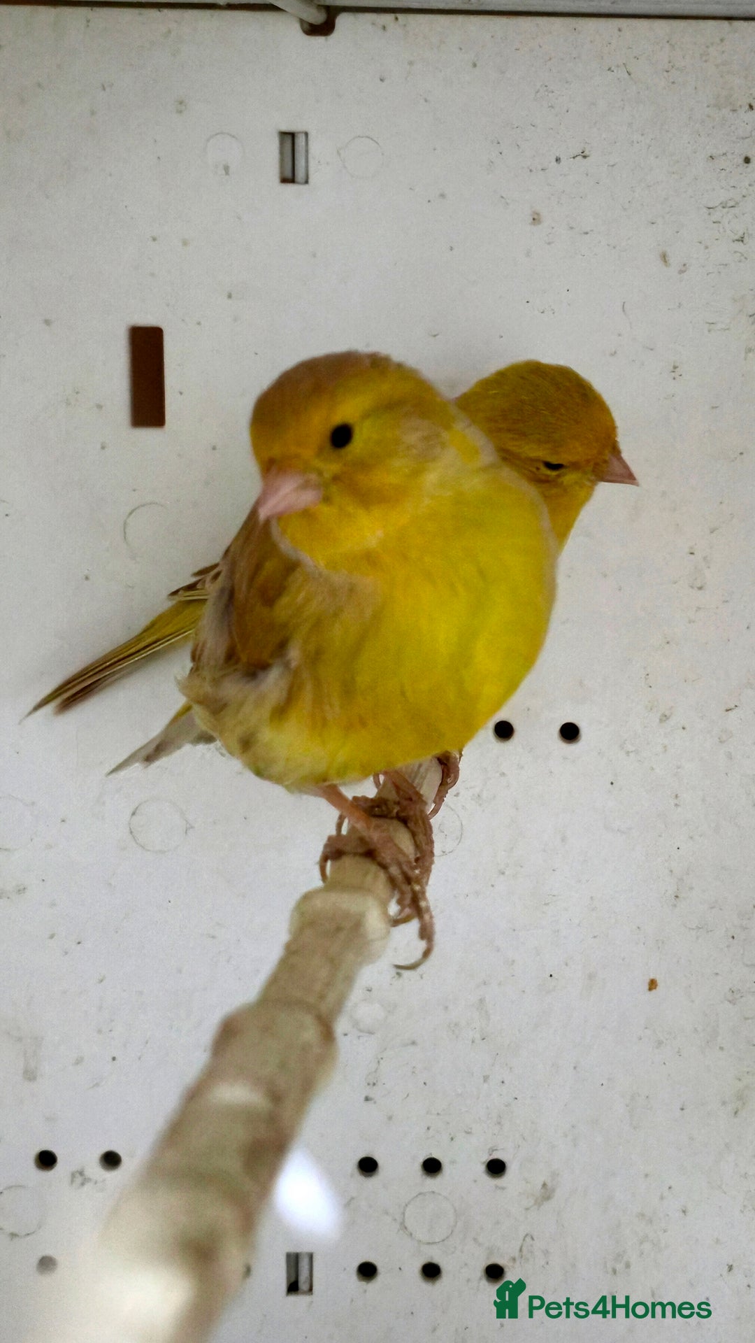 Canaries birds for sale: Canaries  - Advert 16