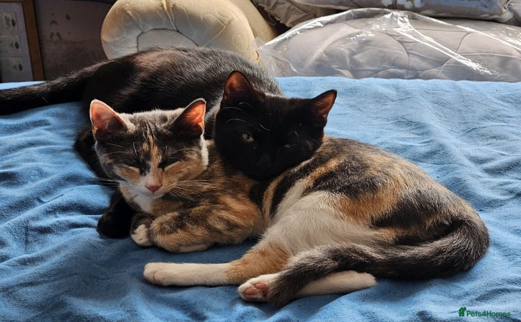 Mixed Breed cats - Advert 19