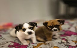 Mixed Breed dogs for sale: Jack chi puppy - Advert 6