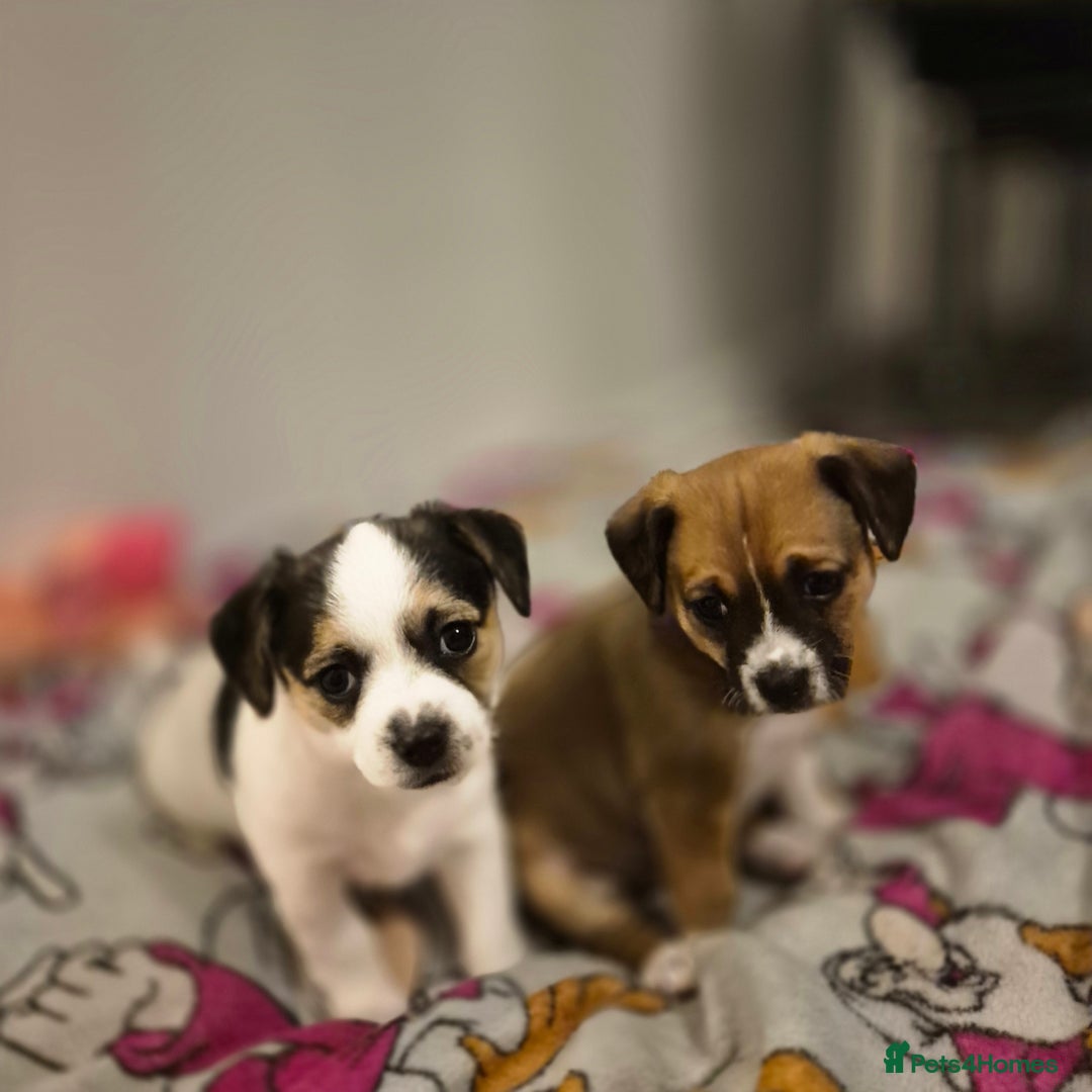 Mixed Breed dogs for sale: Jack chi puppy - Advert 6